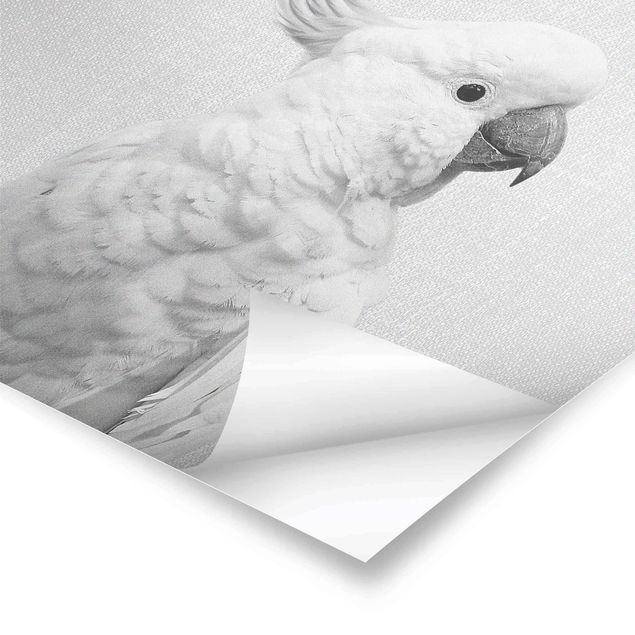 Poster - Kakadu Kiki Schwarz Weiß - Quadrat 1:1
