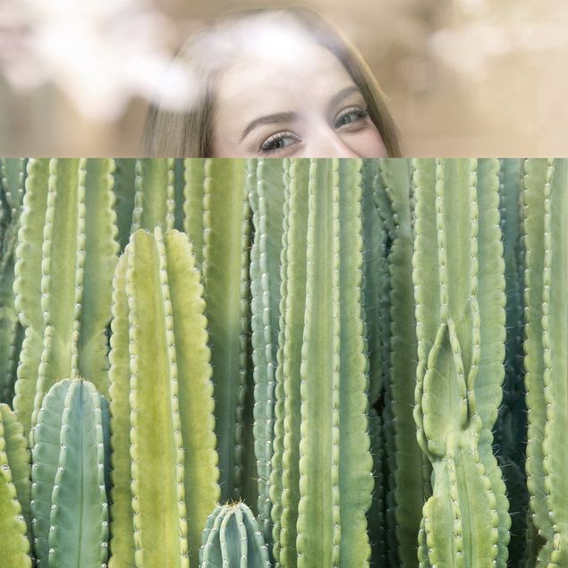 XXL Fensterbilder Kaktus Wand