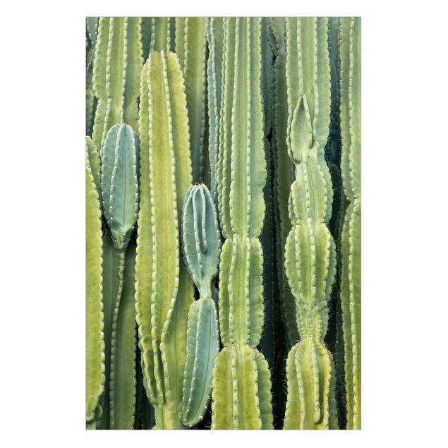 Fensterfolien Kaktus Wand