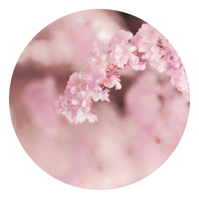 Fototapete Design Kirschblüte im Violetten Licht
