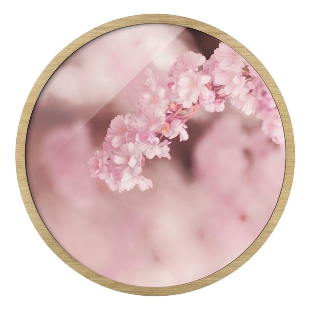 Gerahmte Bilder Kirschblüte im Violetten Licht
