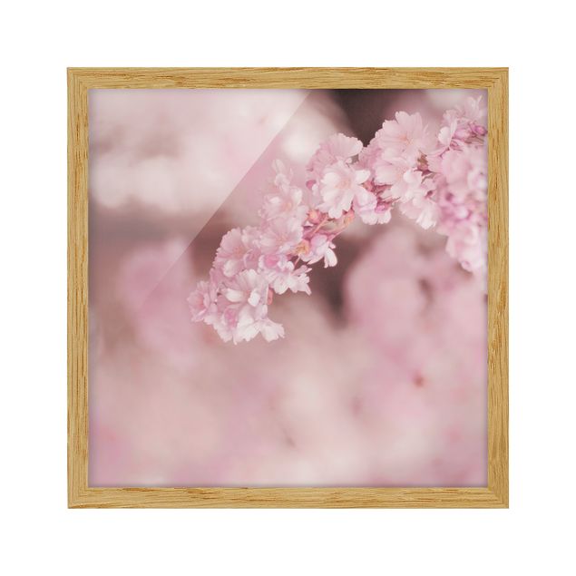 Bild mit Rahmen - Kirschblüte im Violetten Licht - Quadrat