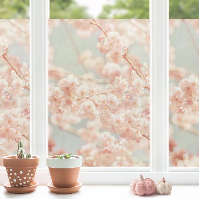 Fensterbilder Frühling Kirschblüten Glow