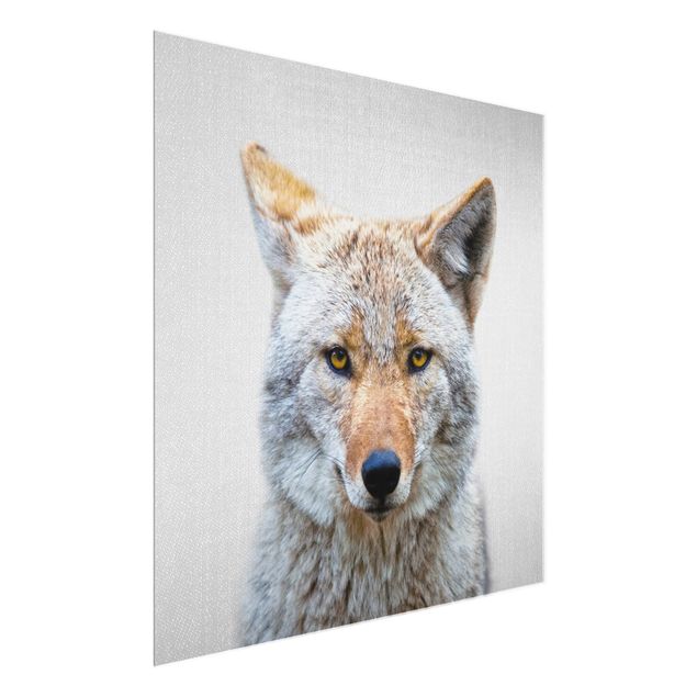 Glasbilder Schwarz-Weiß Kojote Kalle