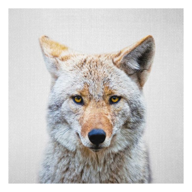 Glasbild Tiere Kojote Kalle