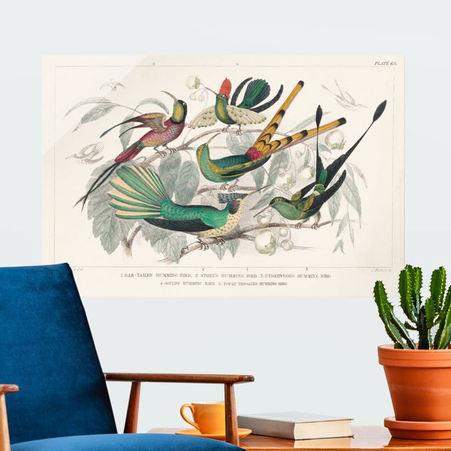 Wandbilder Tiere Kolibri-Diagramm