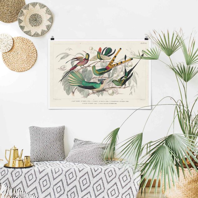 Poster Illustration Kolibri-Diagramm