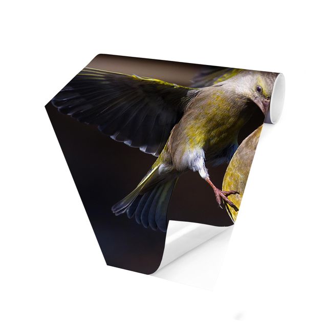 Fototapete schwarz Küssende Kolibris