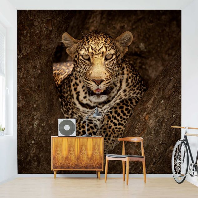 Fototapete Design Leopard ruht auf einem Baum