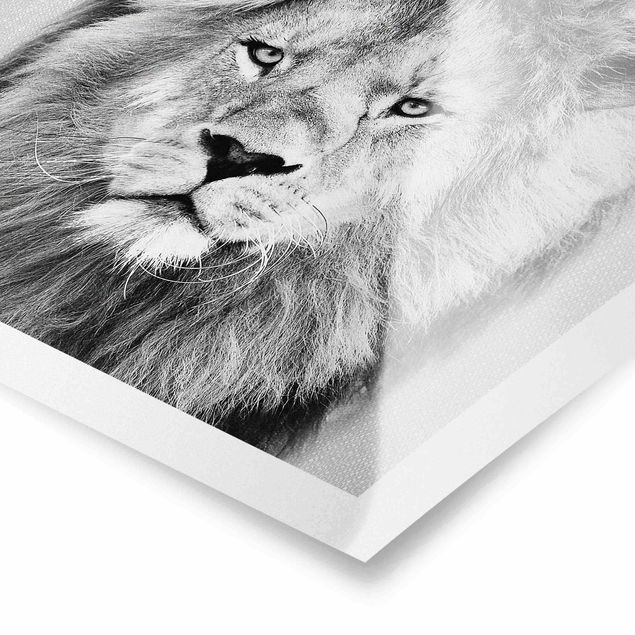 Poster kaufen Löwe Linus Schwarz Weiß