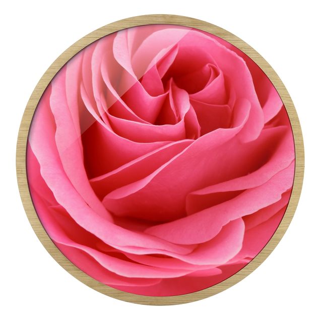 Gerahmte Bilder Lustful Pink Rose