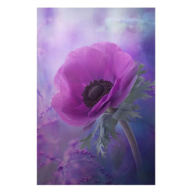 Magnettafel Blumen Anemonenblüte in Violett