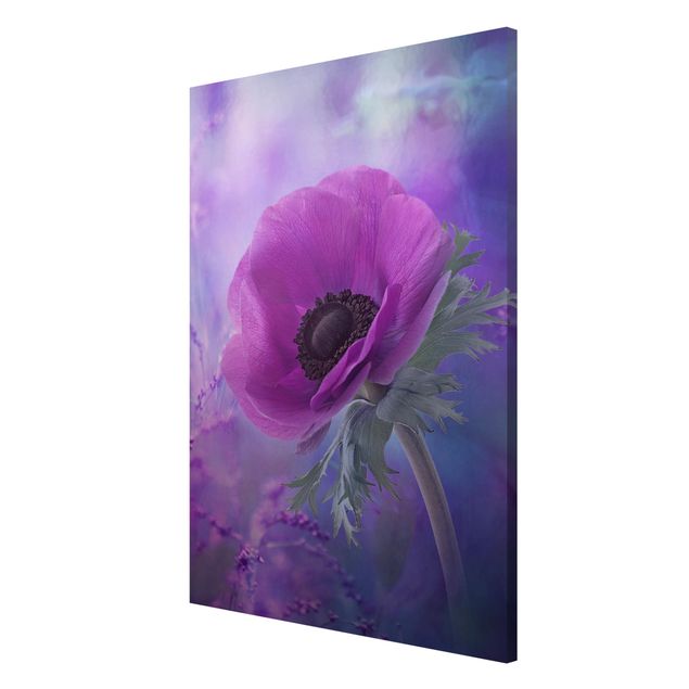 Wandbilder Anemonenblüte in Violett