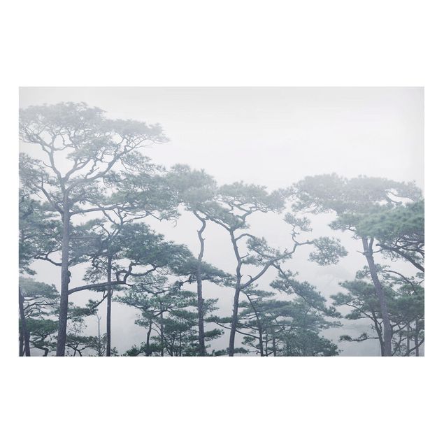 Schöne Wandbilder Baumkronen im Nebel