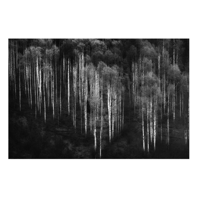 Magnettafel schwarz Birkenwald in Aspen