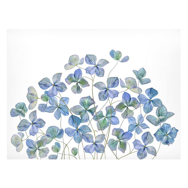 Magnettafel Blumen Blaue Hortensienblüten