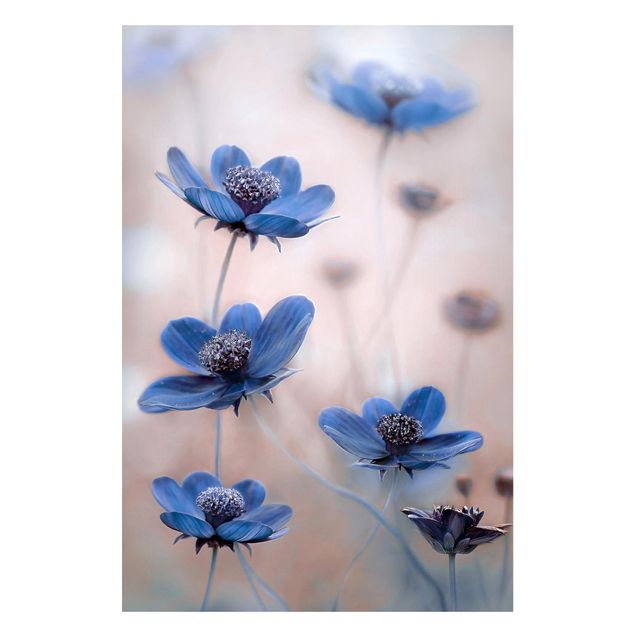 Magnettafel Blumen Blaue Kosmeen