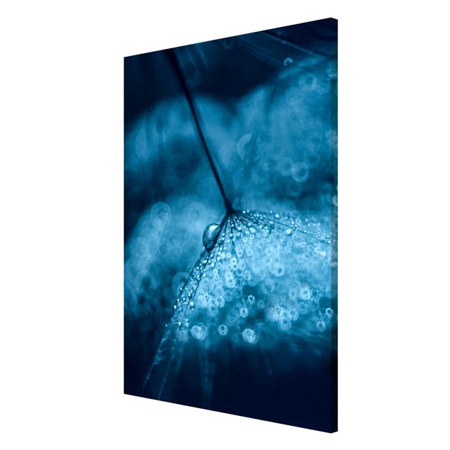 Bilder für die Wand Blaue Pusteblume im Regen