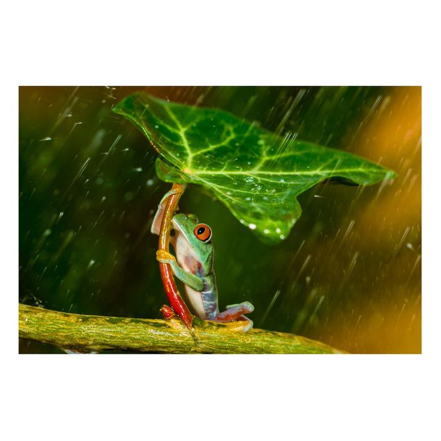 Magnettafel Büro Ein Frosch im Regen
