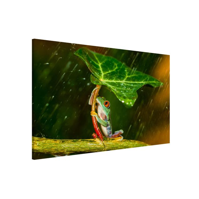 Wandbilder Tiere Ein Frosch im Regen