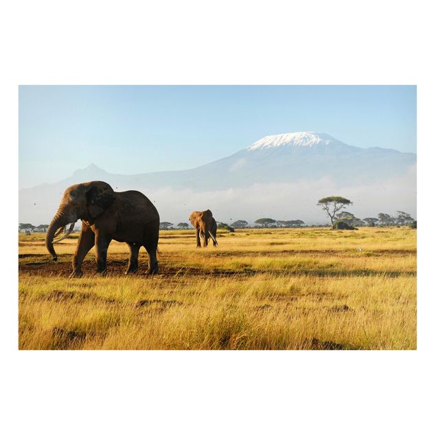 Magnettafel Büro Elefanten vor dem Kilimanjaro in Kenya