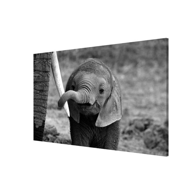 Magnettafel Tiere Elefantenbaby