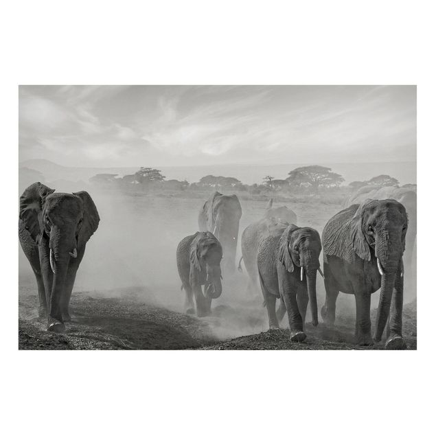 Magnettafel Büro Elefantenherde