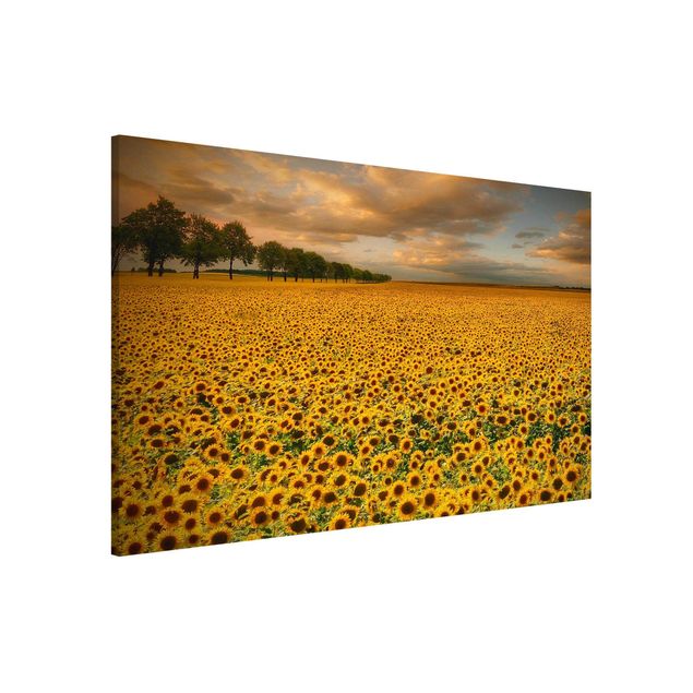 Magnettafel Büro Feld mit Sonnenblumen