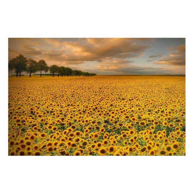 Magnettafel Blumen Feld mit Sonnenblumen