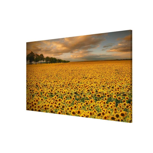Schöne Wandbilder Feld mit Sonnenblumen