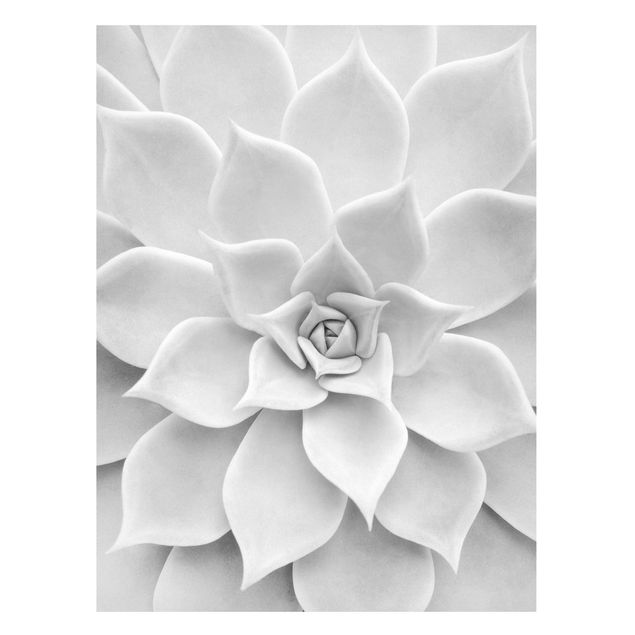Magnettafel Blumen Kaktus Sukkulente
