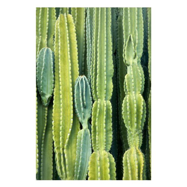 Magnettafel Blumen Kaktus Wand