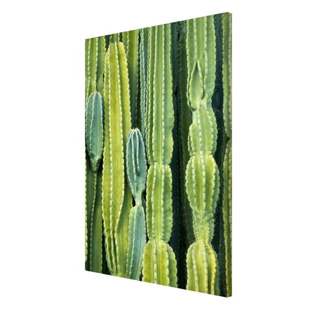 Wandbilder Kaktus Wand