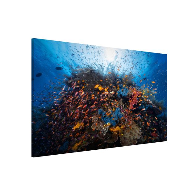 Wandbilder Tiere Lagune mit Fischen