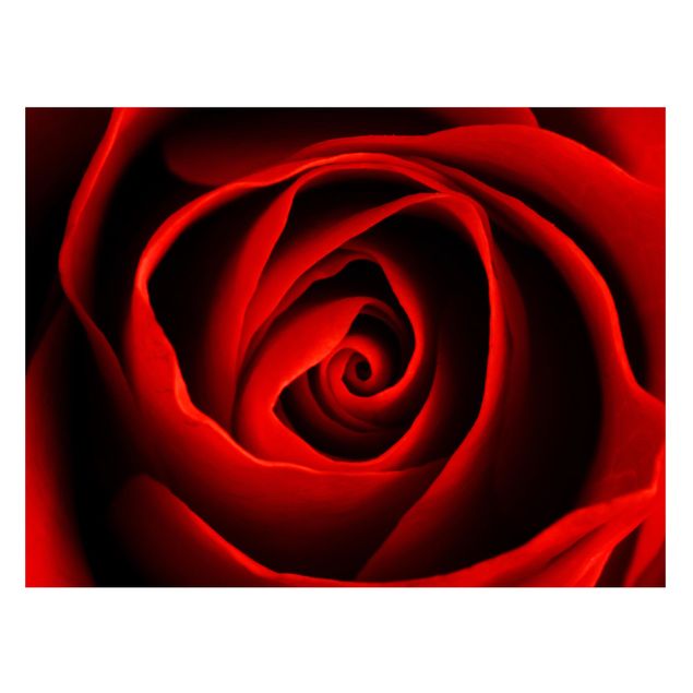 Magnettafel Blumen Liebliche Rose
