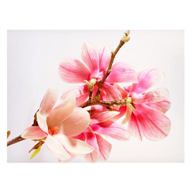 Magnettafel Blumen Magnolienblüten