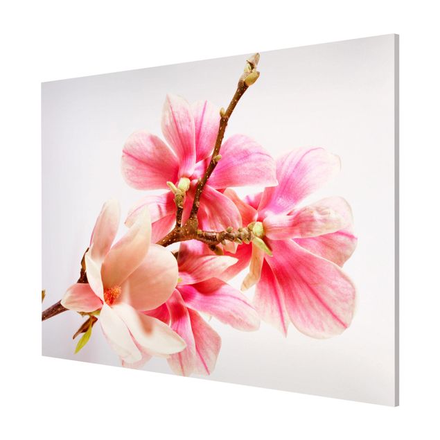 Wandbilder Magnolienblüten