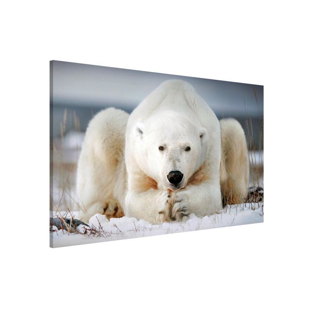 Wandbilder Tiere Nachdenklicher Eisbär