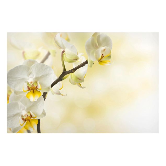 Magnettafel Blumen Orchideen Zweig