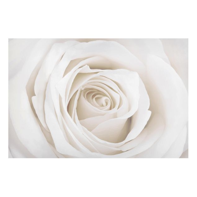 Magnettafel Blumen Pretty White Rose