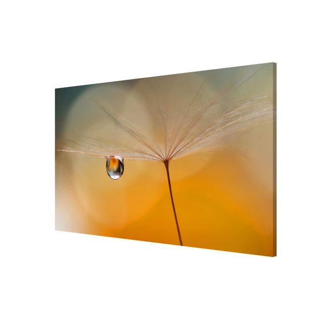 Bilder für die Wand Pusteblume in Orange