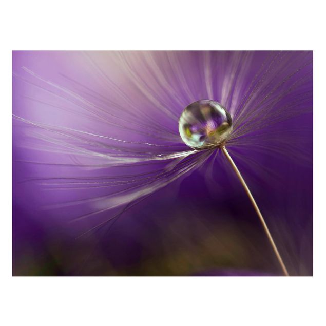 Magnettafel Blumen Pusteblume in Violett