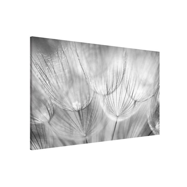 Magnettafel Büro Pusteblumen Makroaufnahme in schwarz weiß