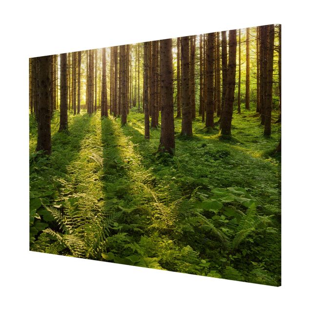 Magnettafel mit Motiv Sonnenstrahlen in grünem Wald