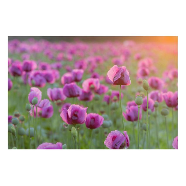 Magnettafel Blumen Violette Schlafmohn Blumenwiese im Frühling