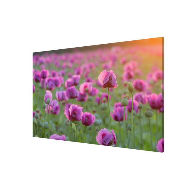Bilder für die Wand Violette Schlafmohn Blumenwiese im Frühling