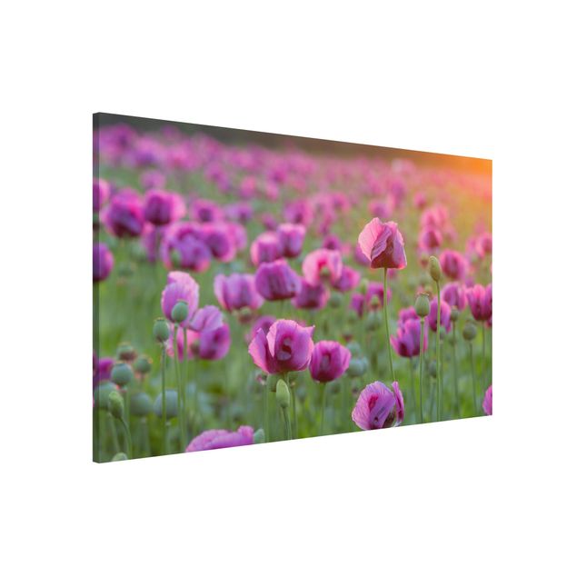 Magnettafel Büro Violette Schlafmohn Blumenwiese im Frühling