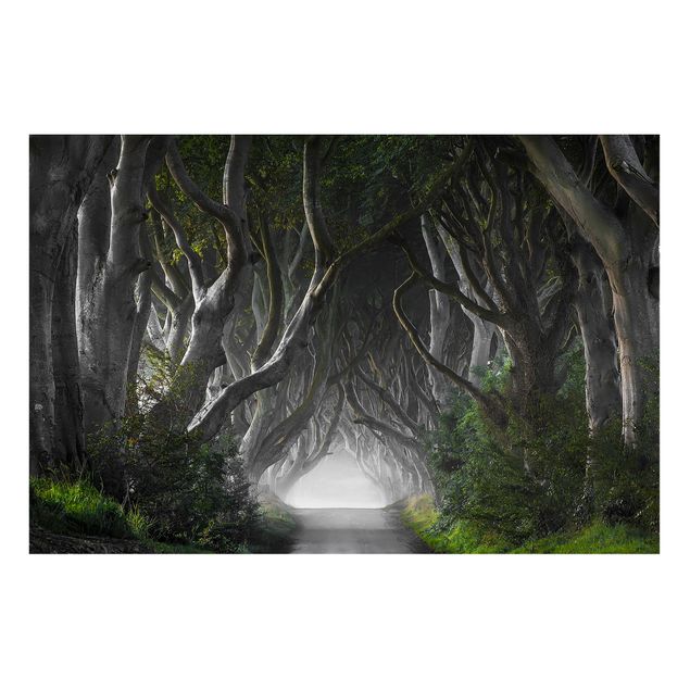 Schöne Wandbilder Wald in Nordirland