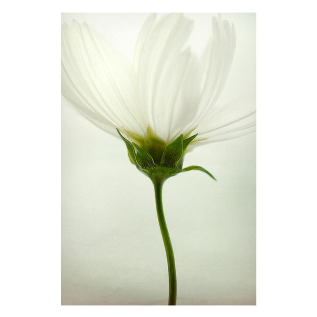 Magnettafel Blumen Weiße Cosmea
