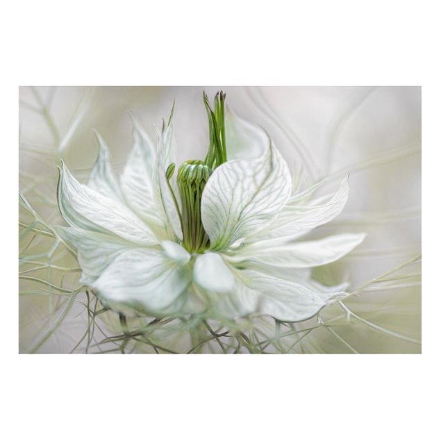 Magnettafel Blumen Weiße Nigella